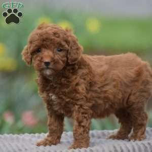 Tilly, Toy Poodle Puppy